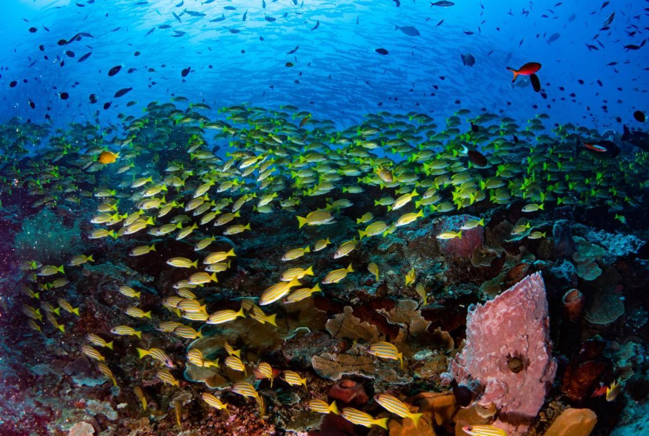 Sanctum Una Una Eco Dive Resort Pulau Unauna 외부 사진