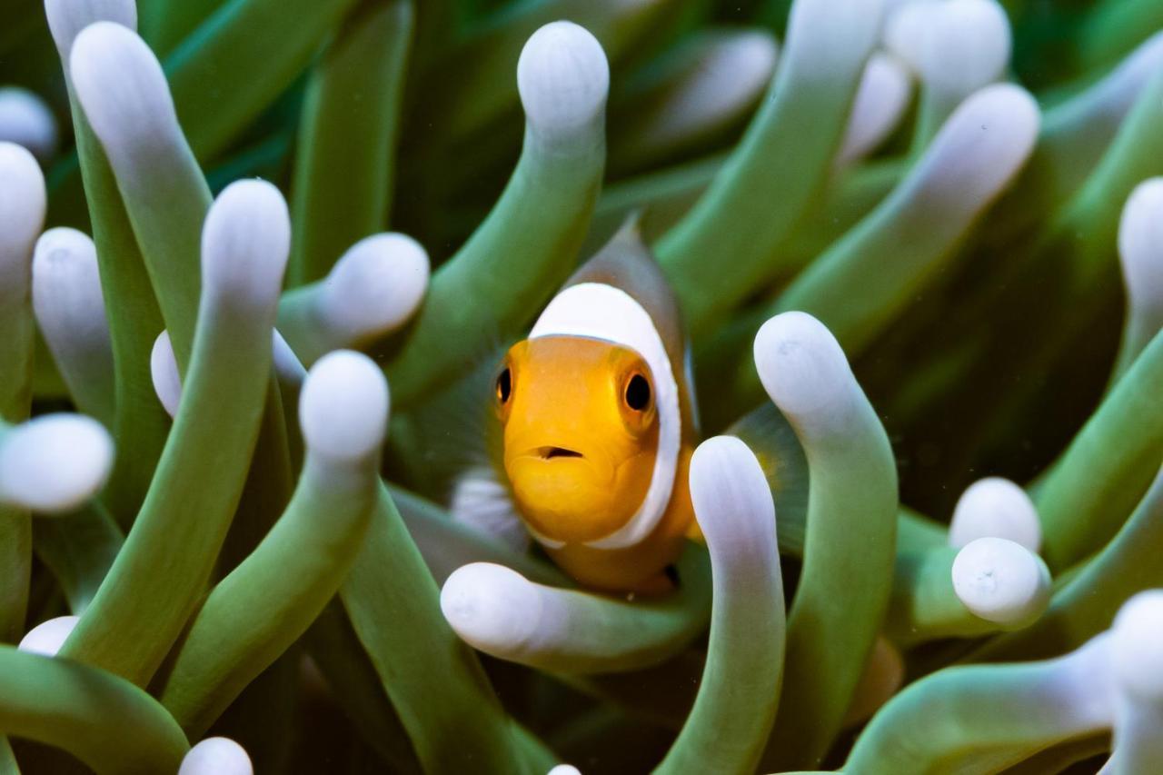Sanctum Una Una Eco Dive Resort Pulau Unauna 외부 사진
