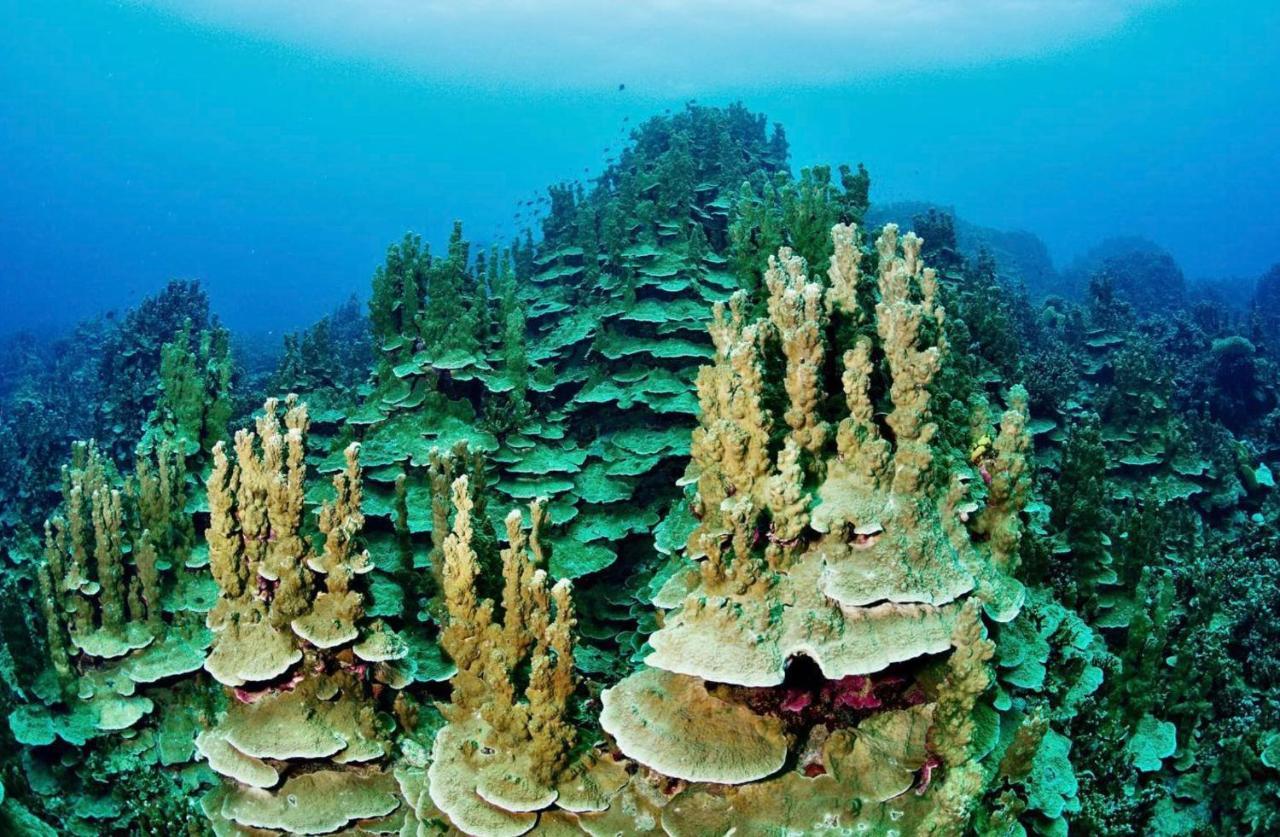 Sanctum Una Una Eco Dive Resort Pulau Unauna 외부 사진