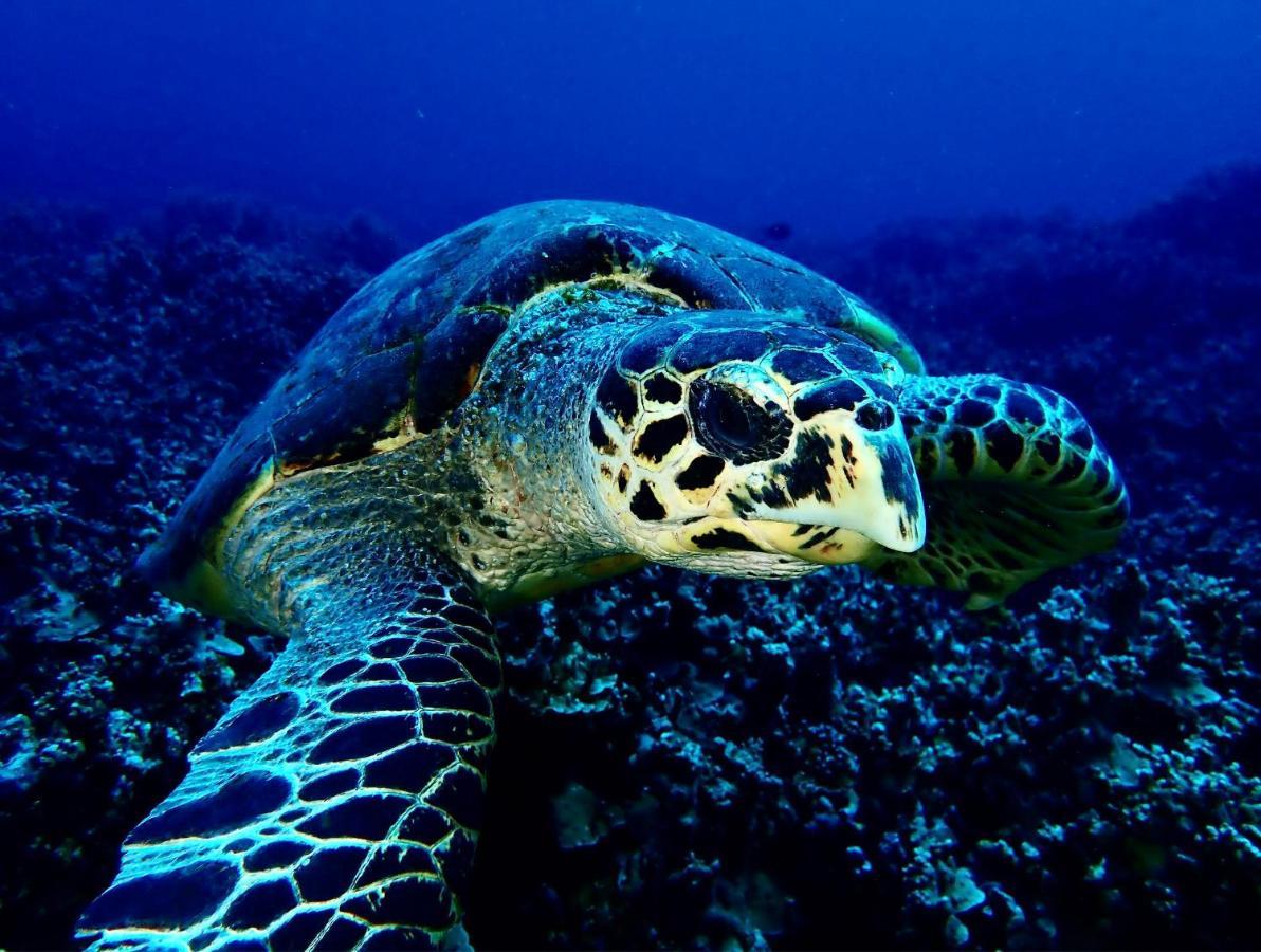 Sanctum Una Una Eco Dive Resort Pulau Unauna 외부 사진